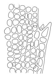 Pyrrhobryum paramattense, upper laminal cells at margin. Drawn from W.R. Sykes 738/K, CHR 161701.
 Image: R.C. Wagstaff © Landcare Research 2016 